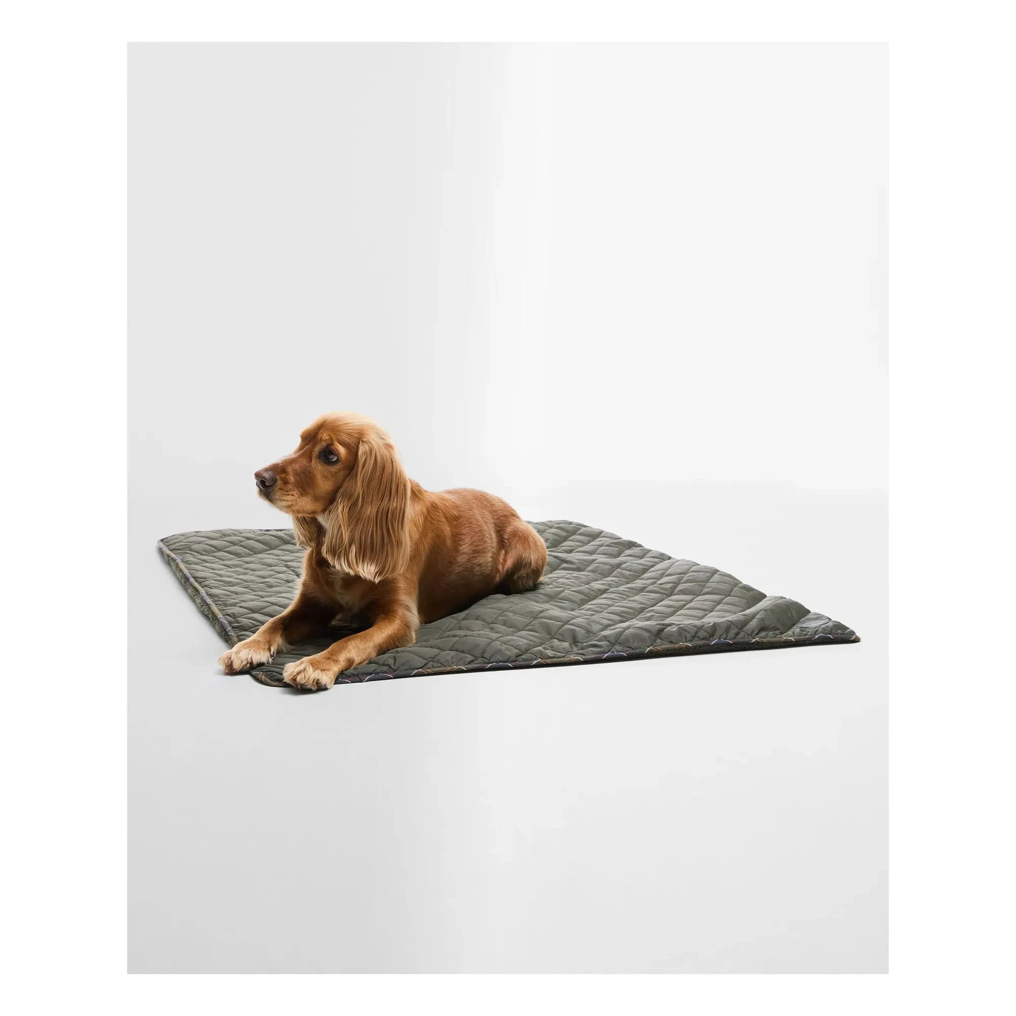 Barbour - Gesteppte Hundedecke | Olive