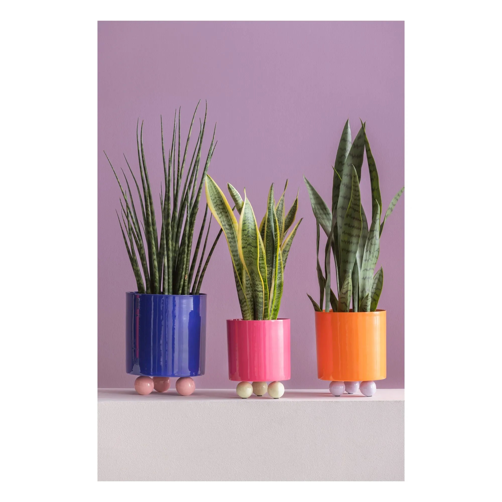 Present Time - Double Funky Blumentopf | Rosa